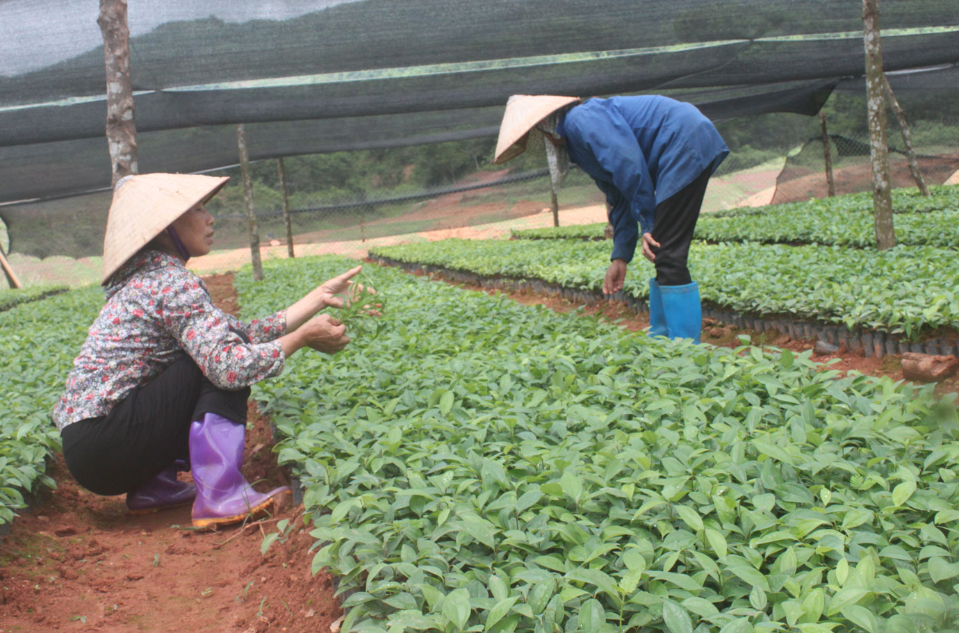 Phát triển cây quế ở vùng thấp Sìn Hồ