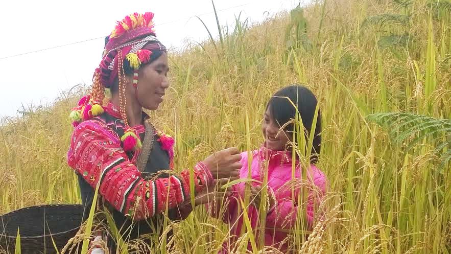 Ngày mùa (ảnh: muongte.laichau.gov.vn)