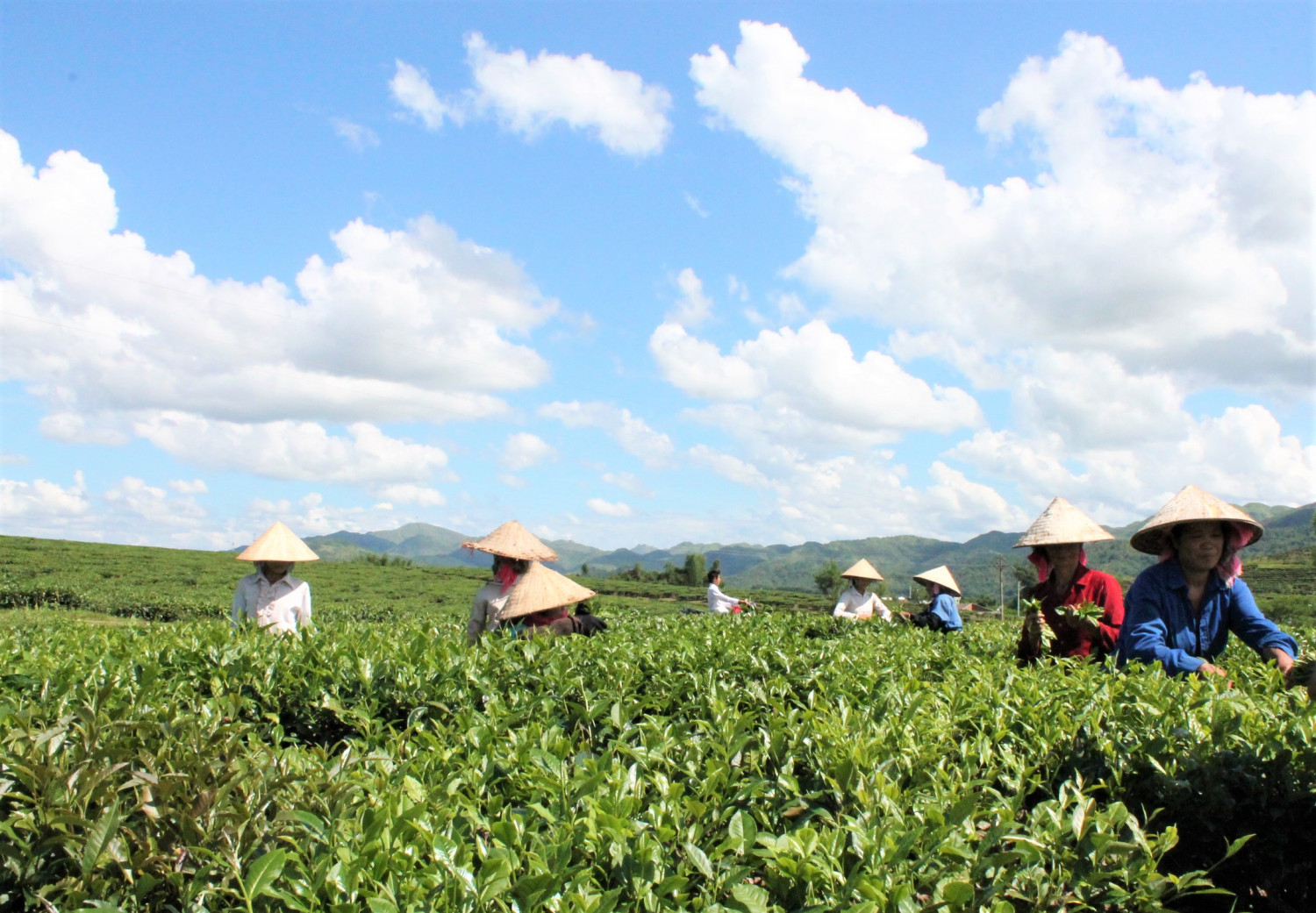 Người dân thị trấn Tân Uyên thu hái chè
