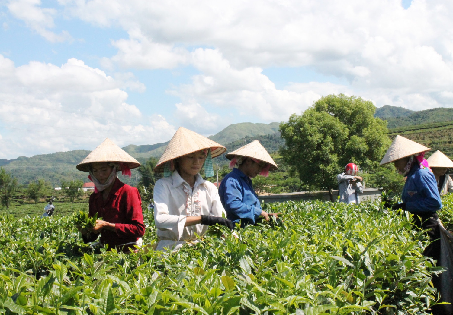Người dân Tân Uyên thu hái chè