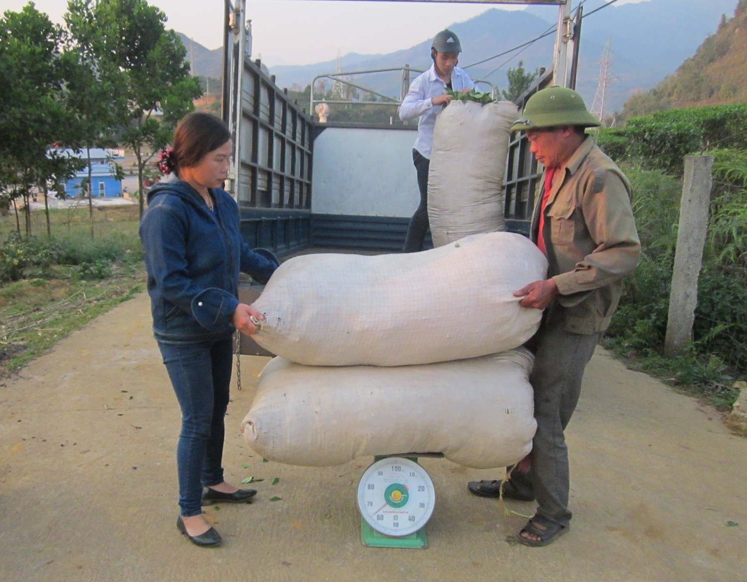 Các đại lý thu mua chè búp tươi của người dân