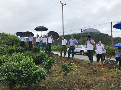Lãnh đạo huyện Tam Đường cùng Đoàn công tác Tập đoàn TH khảo sát thực tế vùng dự kiến xây dựng nhà máy, trang trại bò sữa.