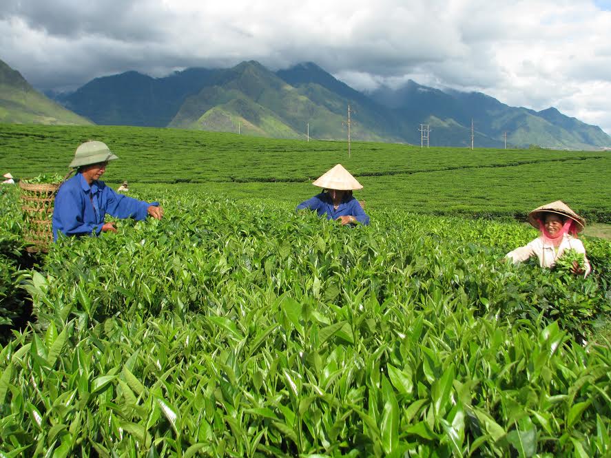 Vùng chè nguyên liệu rộng gần 2.000ha - một trong những lợi thế để huyện thực hiện tiêu chí thu nhập.