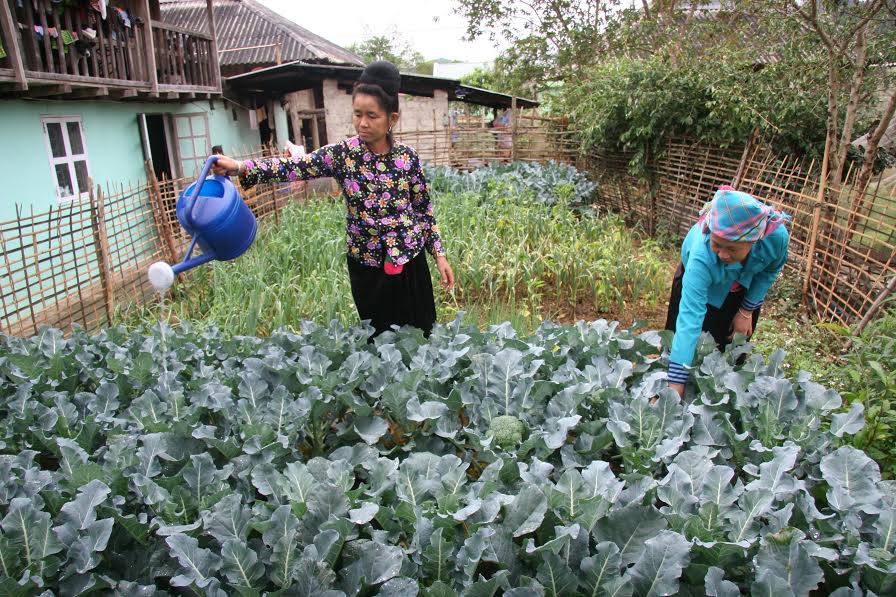 Bà con bản TĐC Kẽm Quang chăm sóc vườn rau xanh.