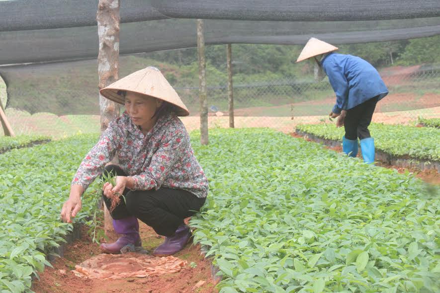 Phát triển cây quế ở vùng thấp Sìn Hồ