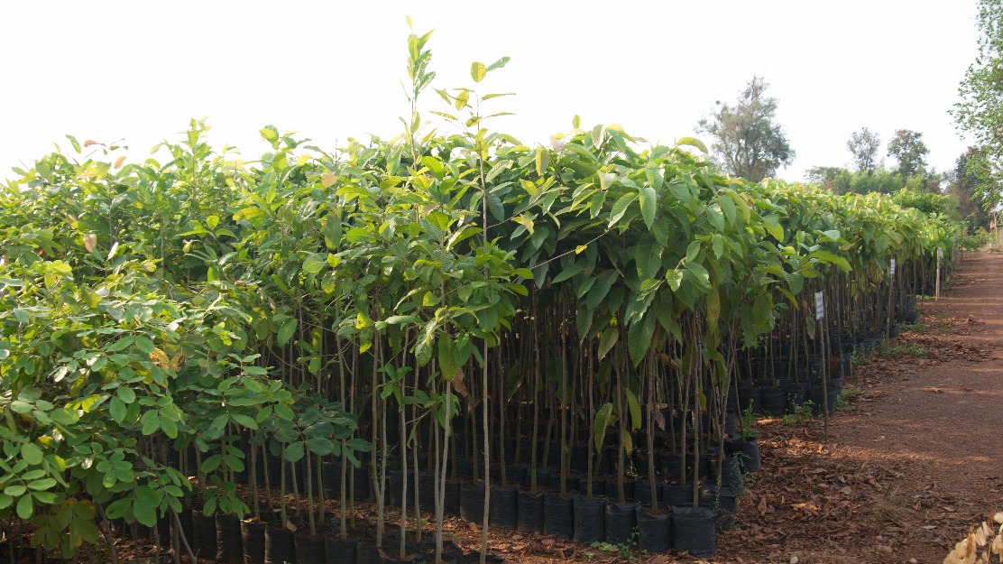 Giảm tới 20% phí bảo hộ giống cây lâm nghiệp