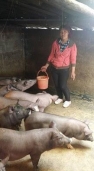 Phụ nữ bản Hà Nhì (xã Dào San, huyện Phong Thổ) chăm sóc đàn lợn được hỗ trợ từ tiểu dự án hỗ trợ sinh kế sản xuất.