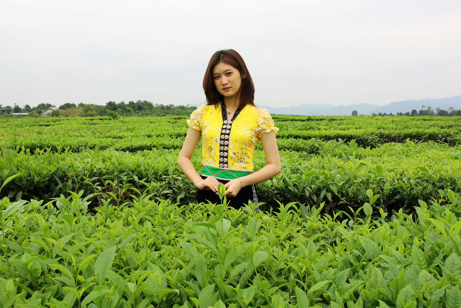Đồi chè Tân Uyên