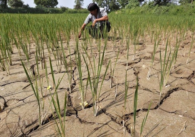 Hiện tượng El Nino đã xuất hiện: Hậu quả gì phía trước?